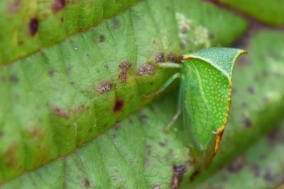 <i>Stictocephala alta</i>