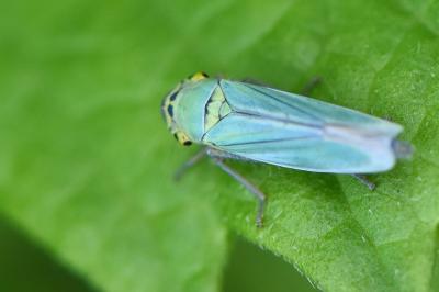 <i>Cicadella viridis</i>