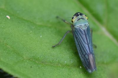 <i>Cicadella viridis</i>