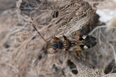 <i>Beosus maritimus</i>