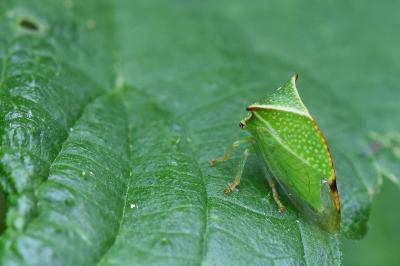 <i>Stictocephala alta</i>