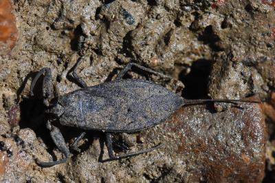 <i>Nepa cinerea</i>