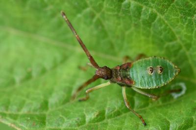 <i>Gonocerus acuteangulatus</i>