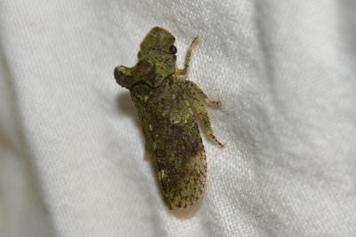 <i>Ledra aurita</i>