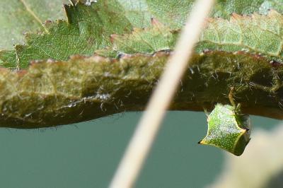 <i>Stictocephala alta</i>
