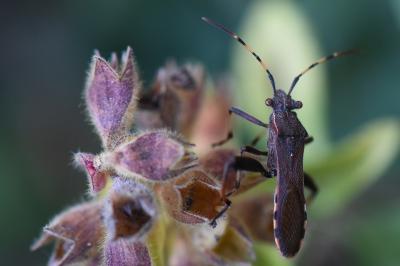 <i>Camptopus lateralis</i>