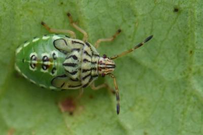<i>Elasmucha grisea</i>