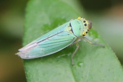 <i>Cicadella viridis</i>