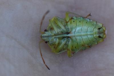 <i>Elasmucha grisea</i>