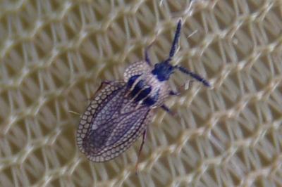 Kalama tricornis