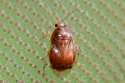 <i>Deraeocoris lutescens</i>
