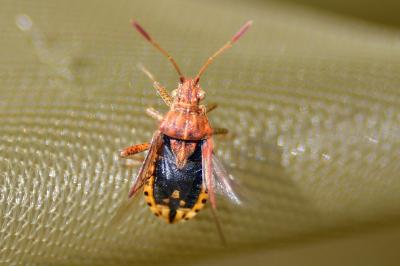 <i>Stictopleurus abutilon</i>
