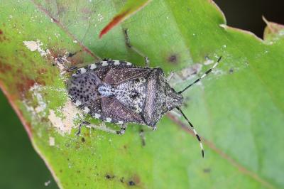 <i>Rhaphigaster nebulosa</i>