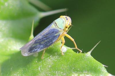 Cicadella viridis