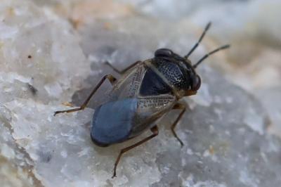 <i>Geocoris megacephalus</i>