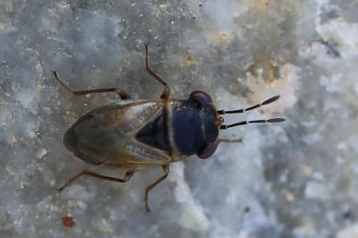 Geocoris megacephalus