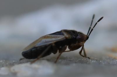 <i>Geocoris megacephalus</i>