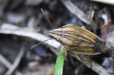 <i>Aelia acuminata</i>