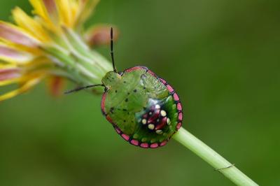 <i>Nezara viridula</i>