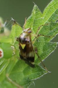 <i>Liocoris tripustulatus</i>