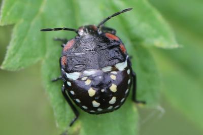 <i>Nezara viridula</i>