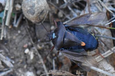<i>Pentatoma rufipes</i>