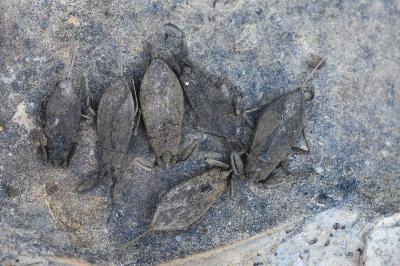 <i>Nepa cinerea</i>