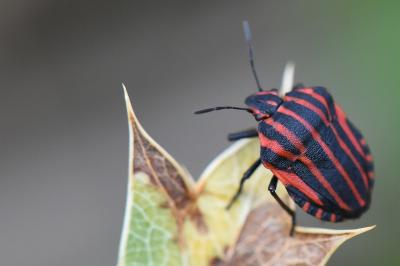 <i>Graphosoma italicum</i>