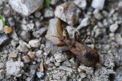 <i>Himacerus apterus</i>