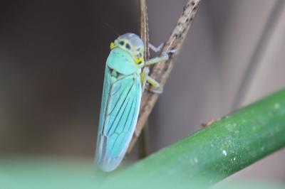 <i>Cicadella viridis</i>
