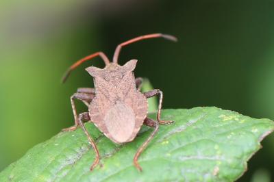 <i>Coreus marginatus</i>