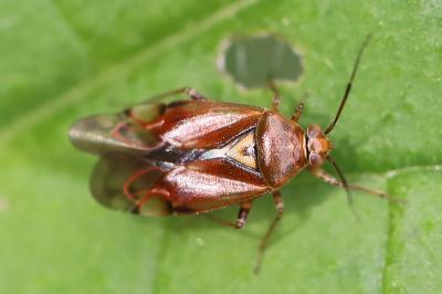 <i>Lygus pratensis</i>