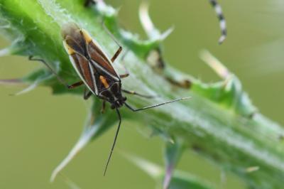 <i>Horistus orientalis</i>