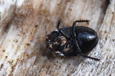 <i>Geotomus</i>