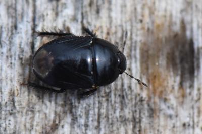 <i>Geotomus</i>