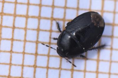 <i>Geotomus</i>