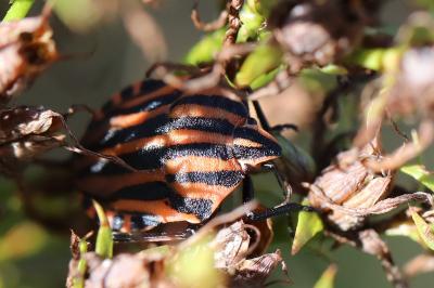 <i>Graphosoma italicum</i>
