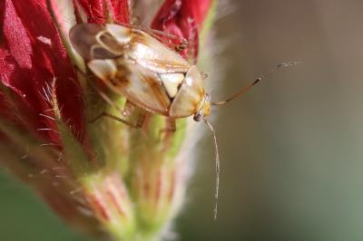 <i>Lygus pratensis</i>