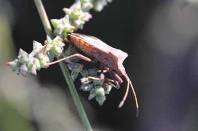 <i>Coreus marginatus</i>
