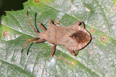 <i>Coreus marginatus</i>