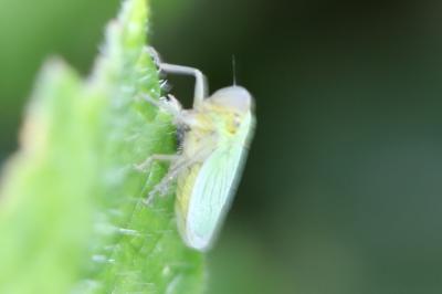 <i>Cicadella viridis</i>