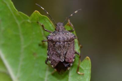 <i>Halyomorpha halys</i>