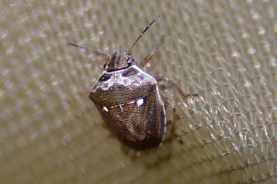 <i>Eysarcoris ventralis</i>