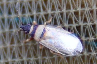 <i>Oxycarenus pallens</i>