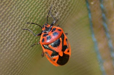 <i>Eurydema ornata</i>
