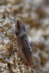 <i>Eupelix cuspidata</i>