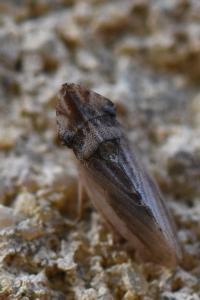 <i>Eupelix cuspidata</i>