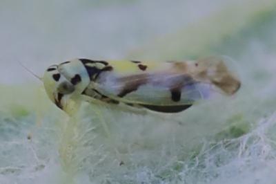 <i>Eupteryx</i>
