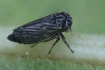<i>Anaceratagallia</i>