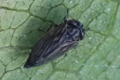 <i>Anaceratagallia</i>